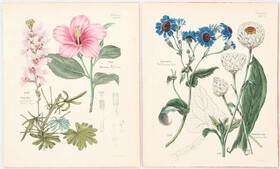Blumen. 26 Bll. Kirchner / 44 Bll.