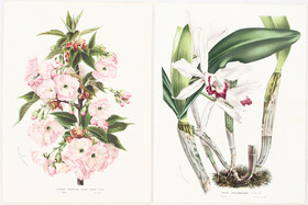 Blumen. 22 Bll. van Houtte / 52 Bll.