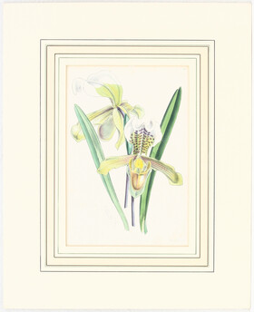 Blumen u. Pflanzen. 21 Bll.