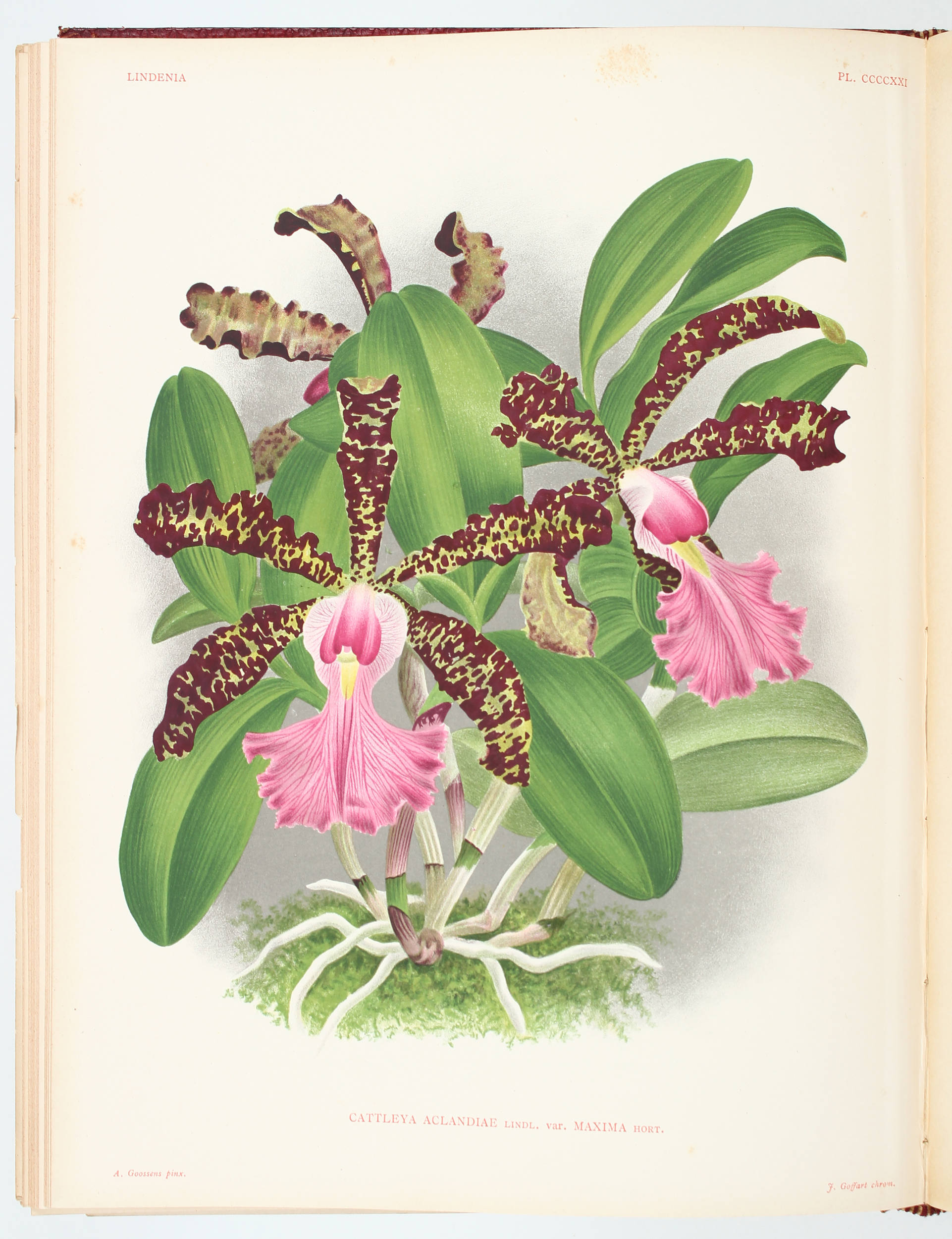 Linden, Lindenia. Bde. 7-8 in 1 Bd.