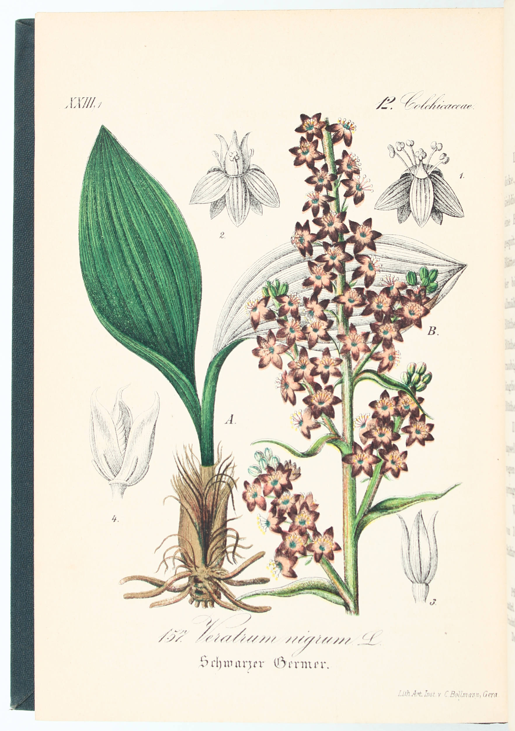 Schlechtendal u.a., Flora. 31 Bde.