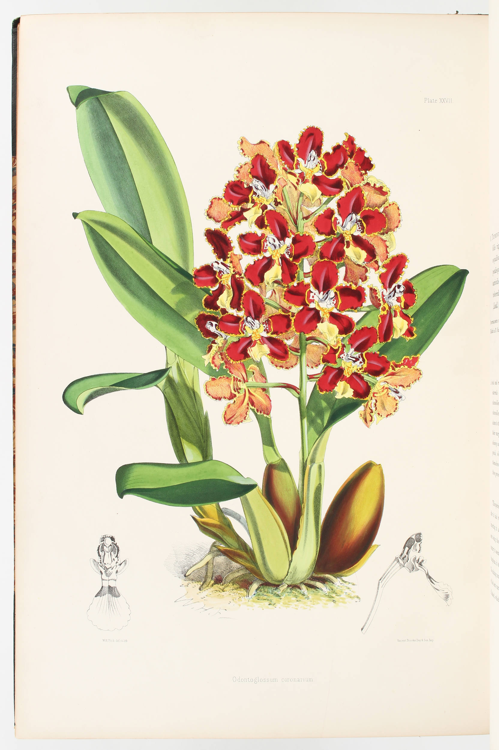 Bateman, Odontoglossum