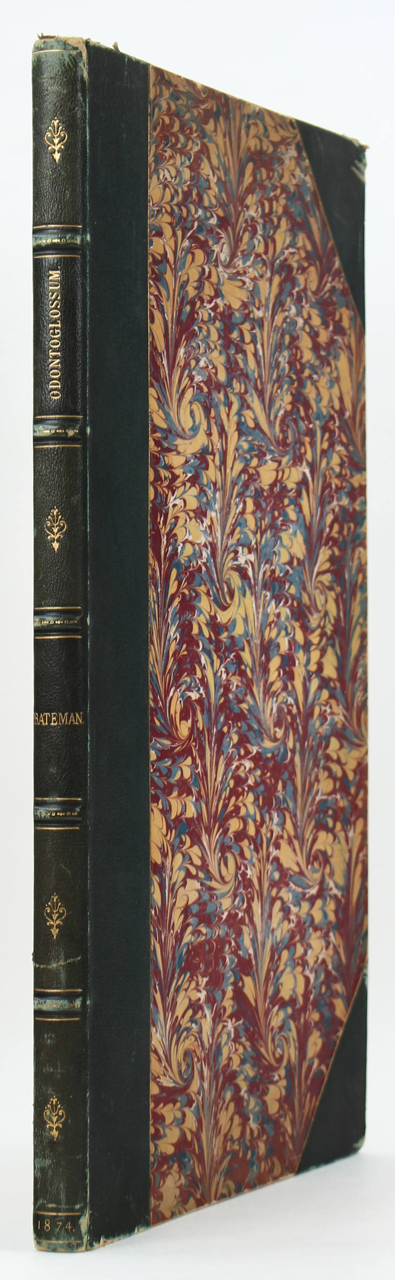 Bateman, Odontoglossum