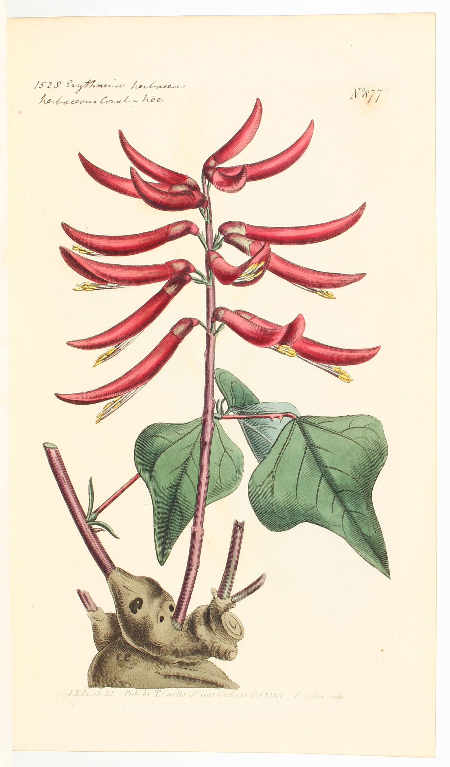Curtis, Botanical Magazine. 18 Bde.
