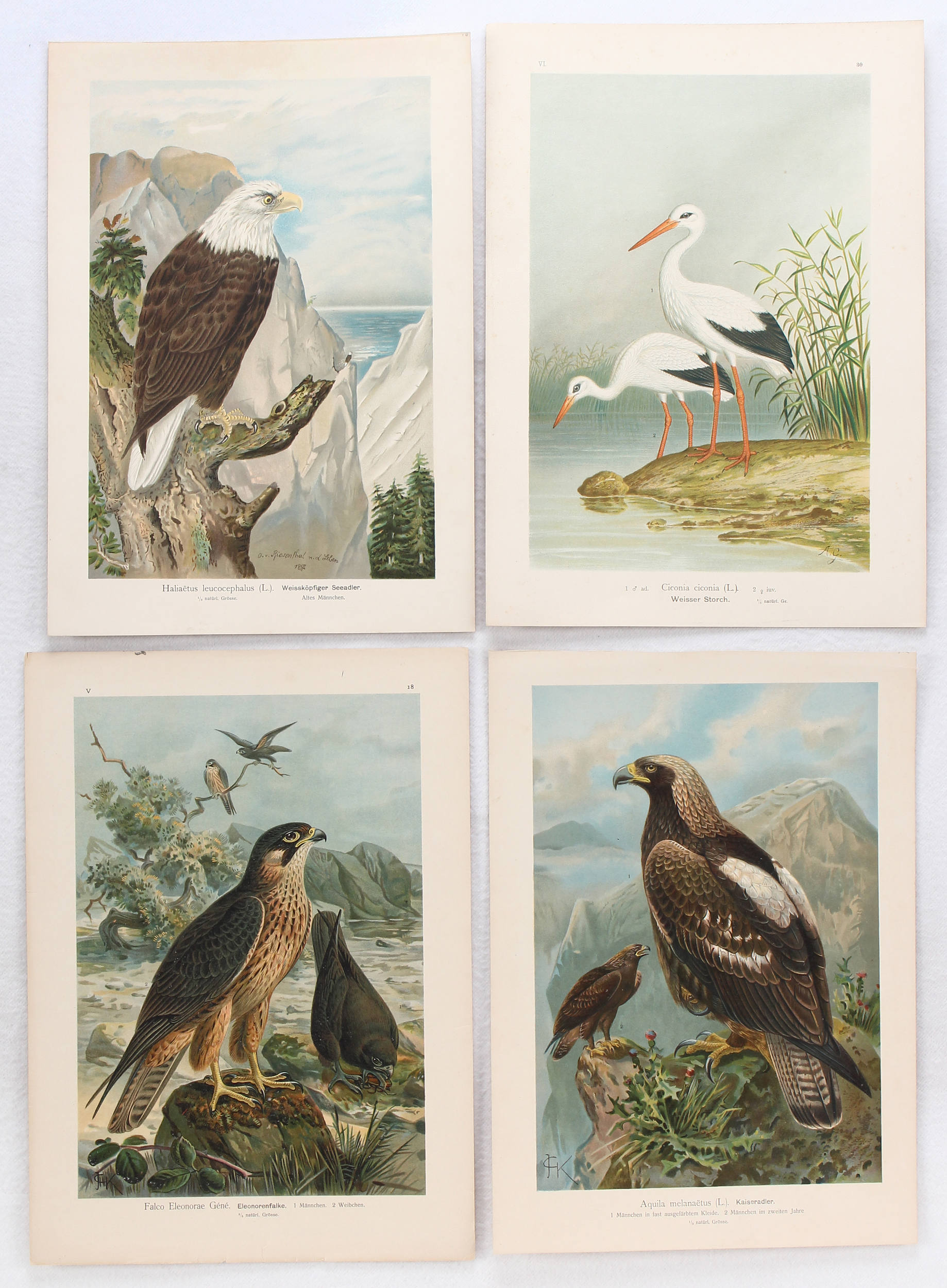 Vögel. 46 Bll. (Naumann)