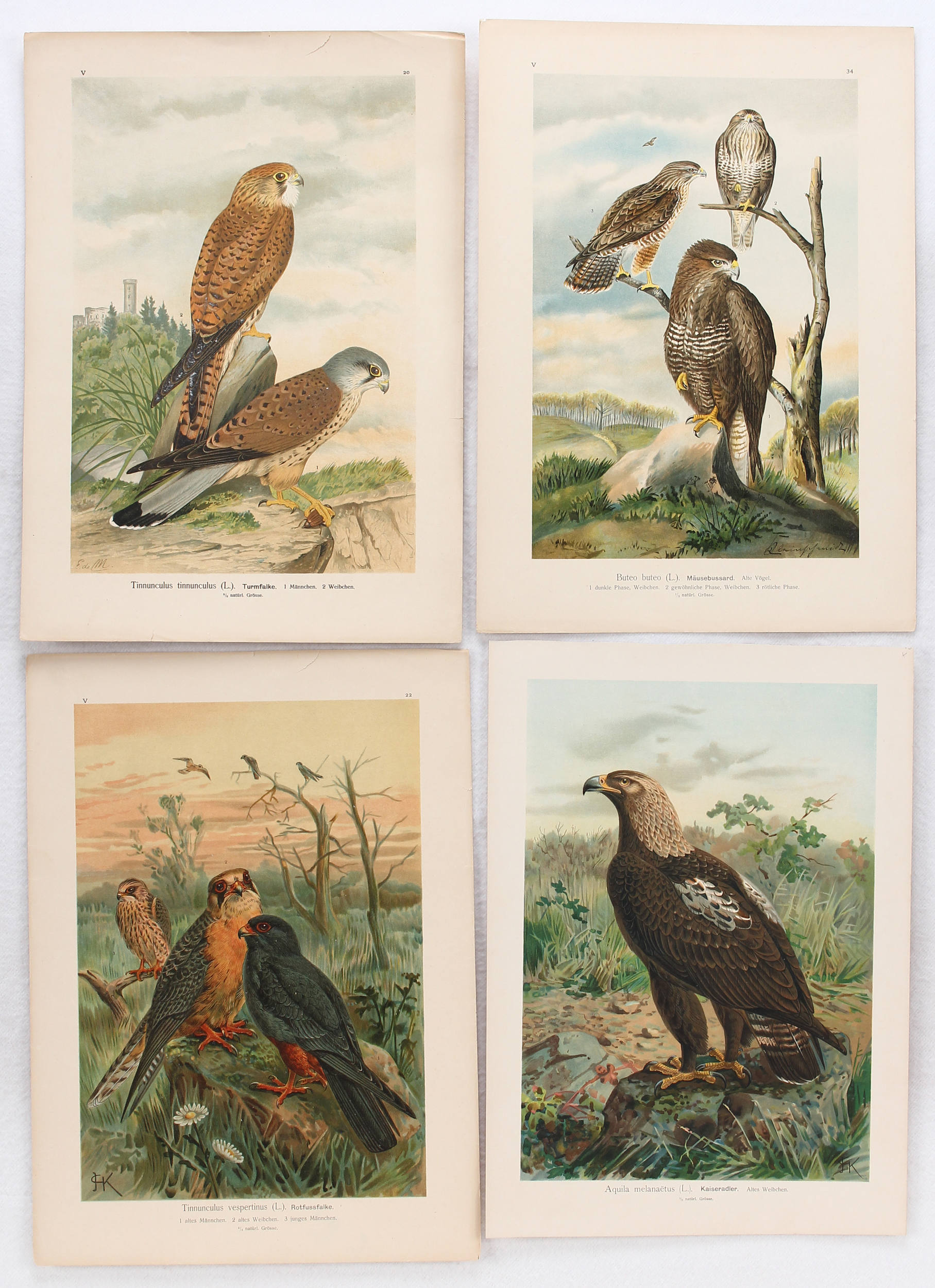 Vögel. 46 Bll. (Naumann)