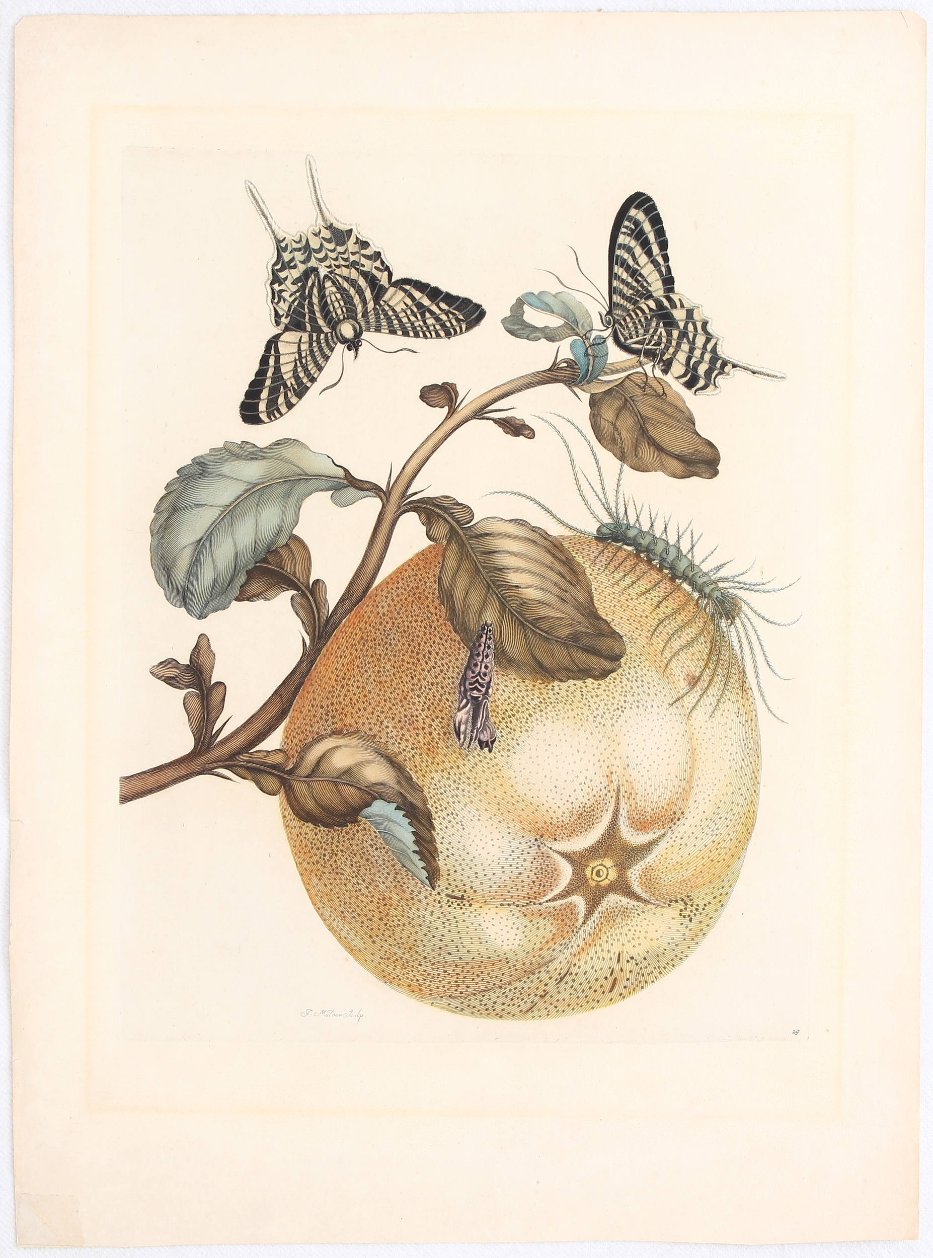 Merian, M.S. Taf. 29: (Pampelmous)