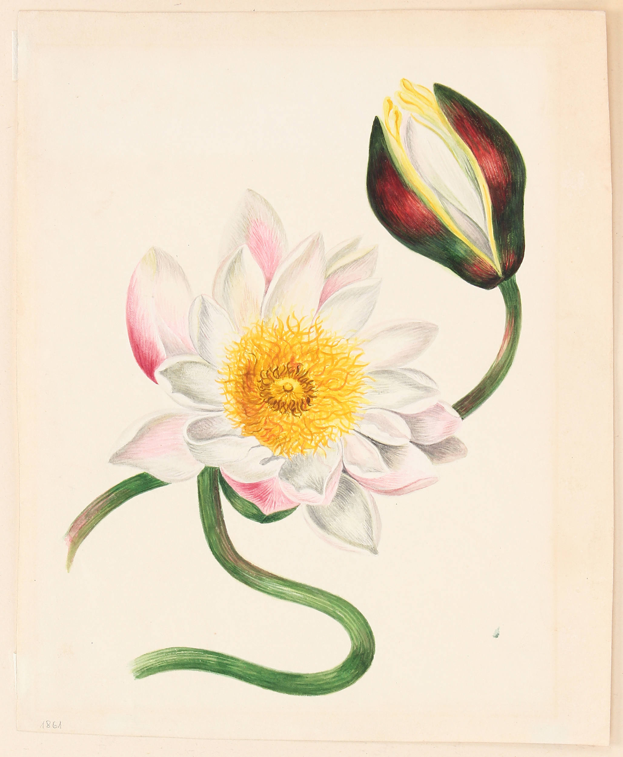 Blumenaquarelle / 7 Bll.