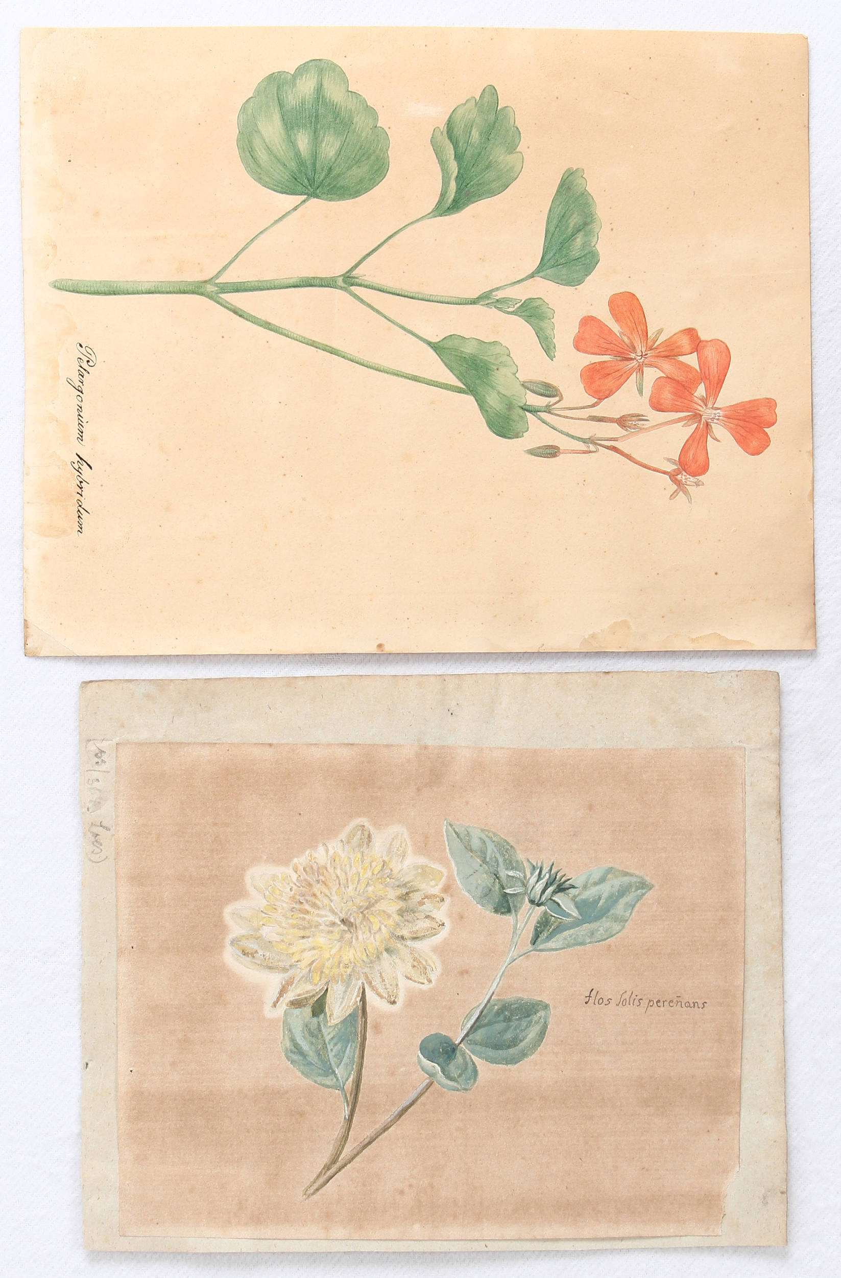 Blumenaquarelle / 7 Bll.