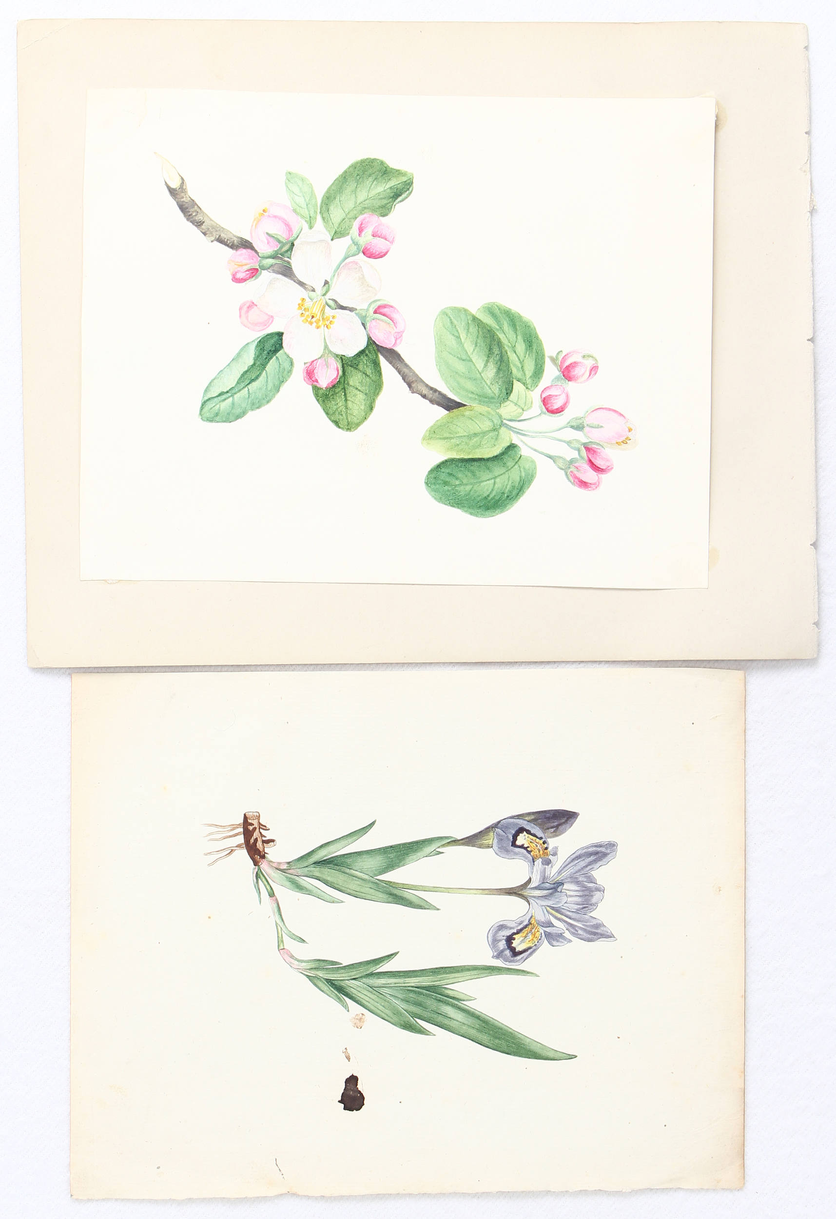 Blumenaquarelle / 7 Bll.