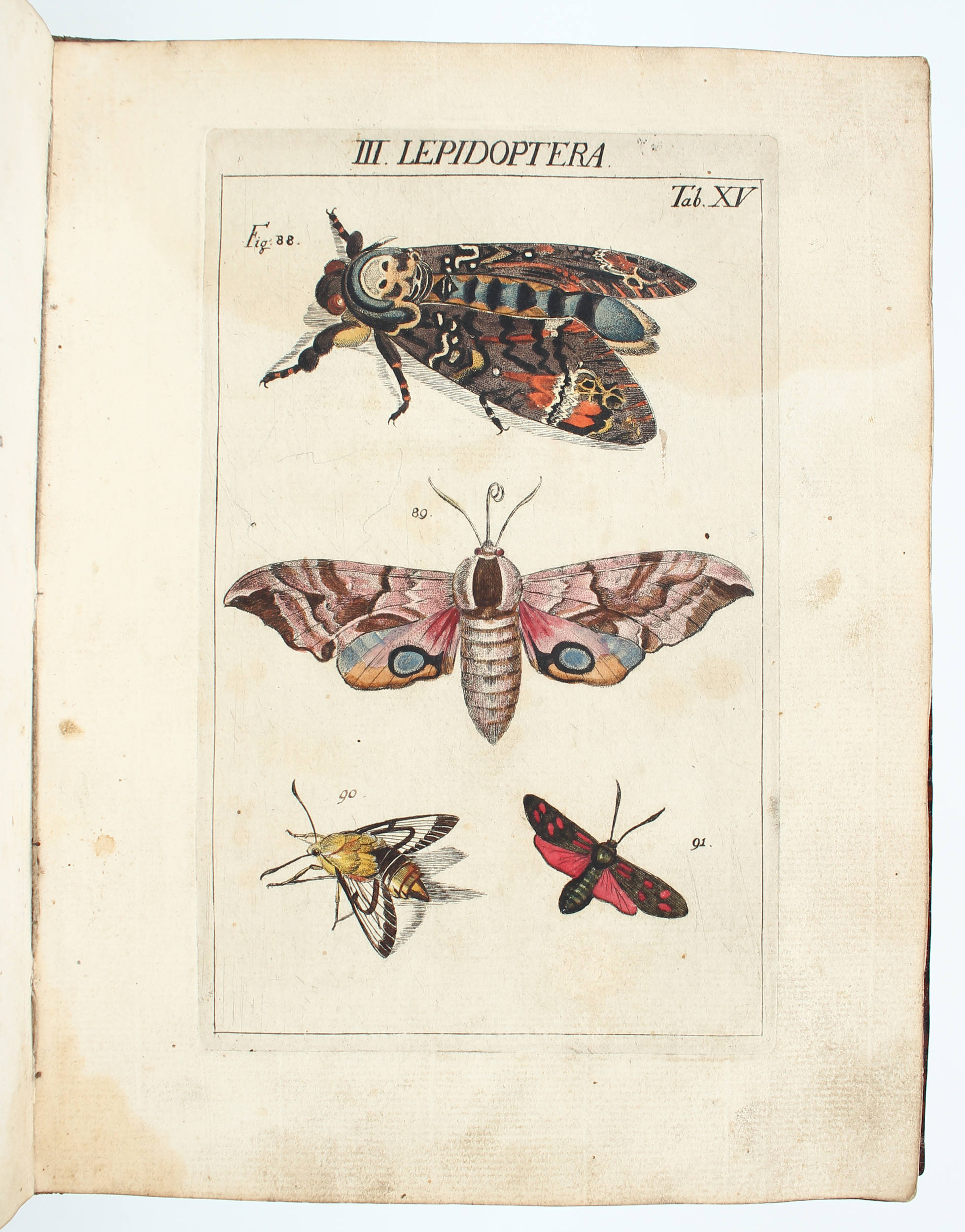 Sulzer, Kennzeichen der Insekten