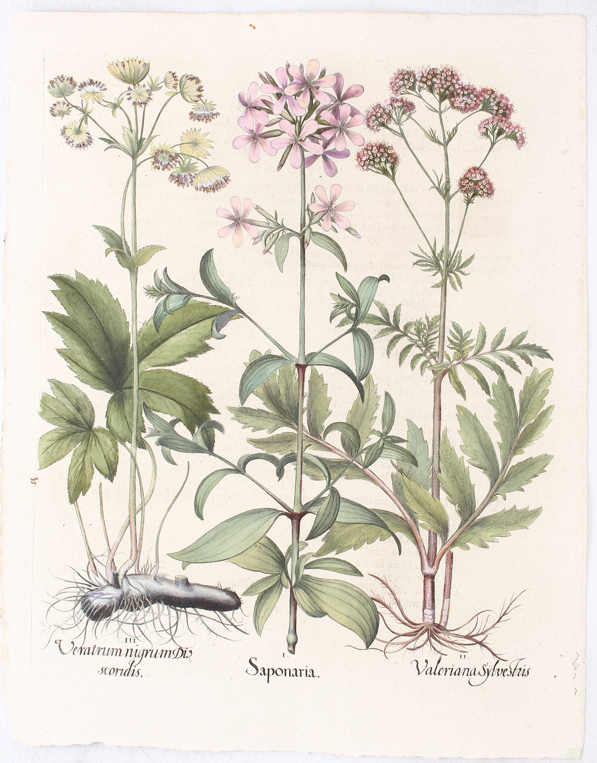 Besler, Saponaria