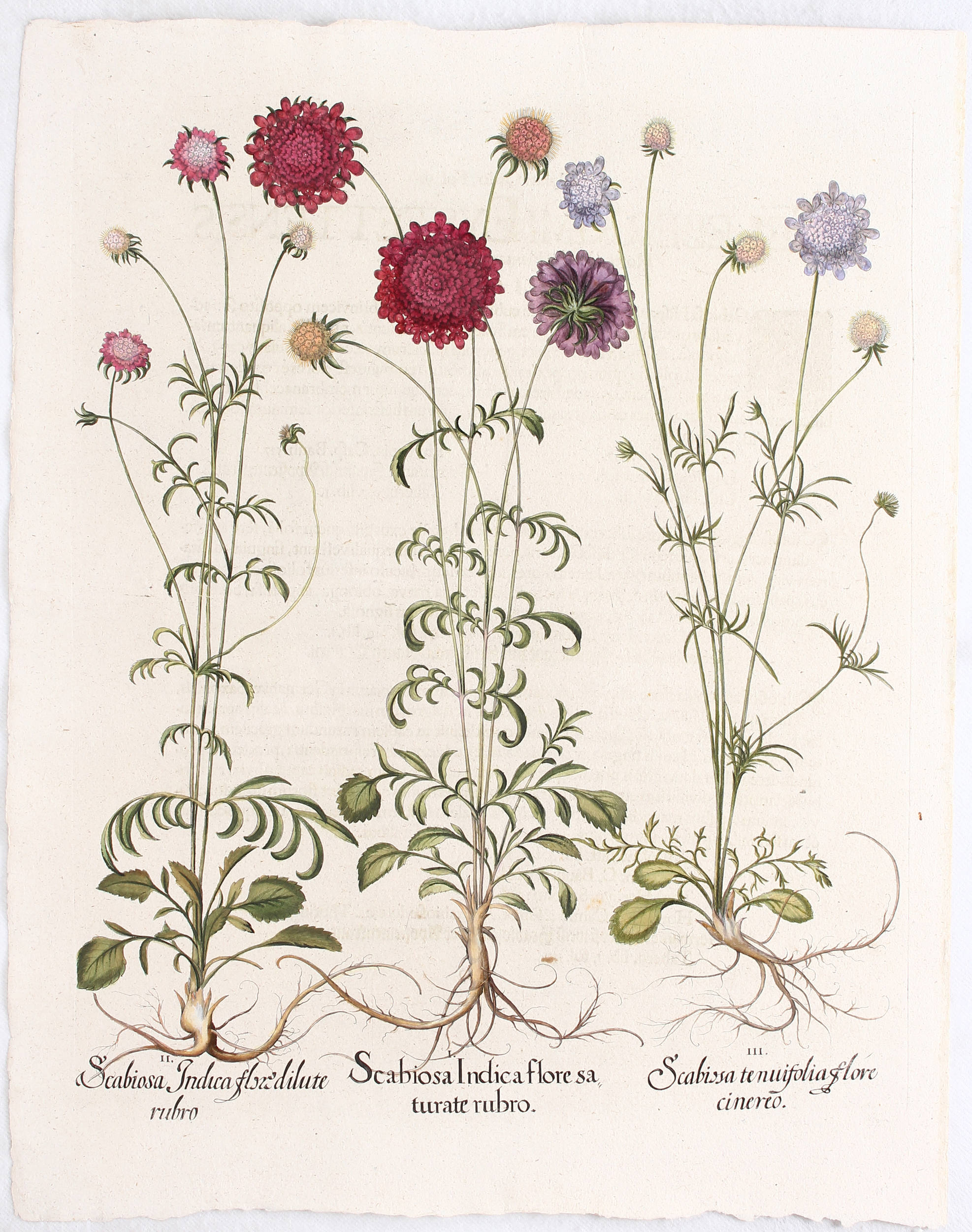 Besler, Scabiosa Indica flore saturate
