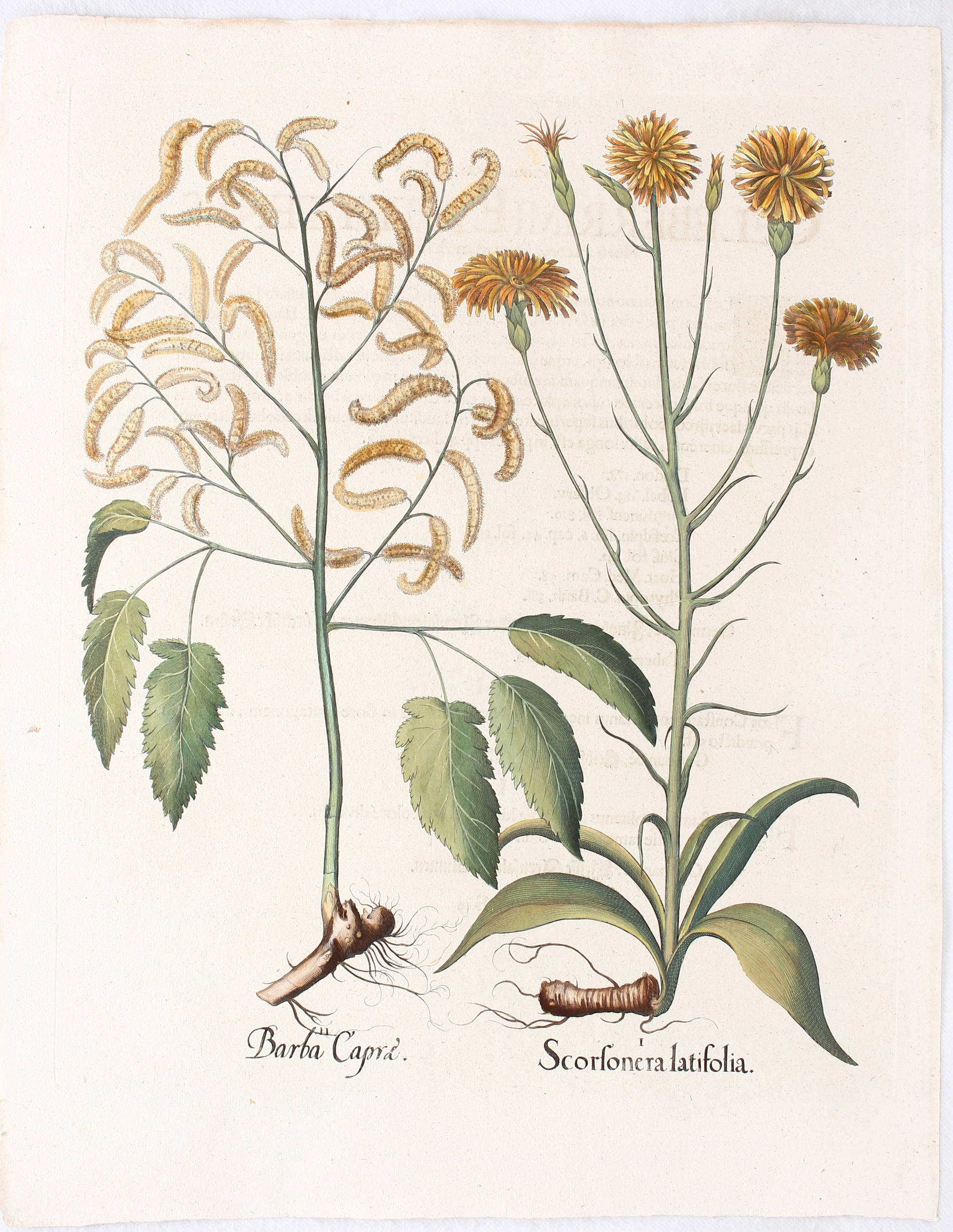 Besler, Scorsonera latifolia