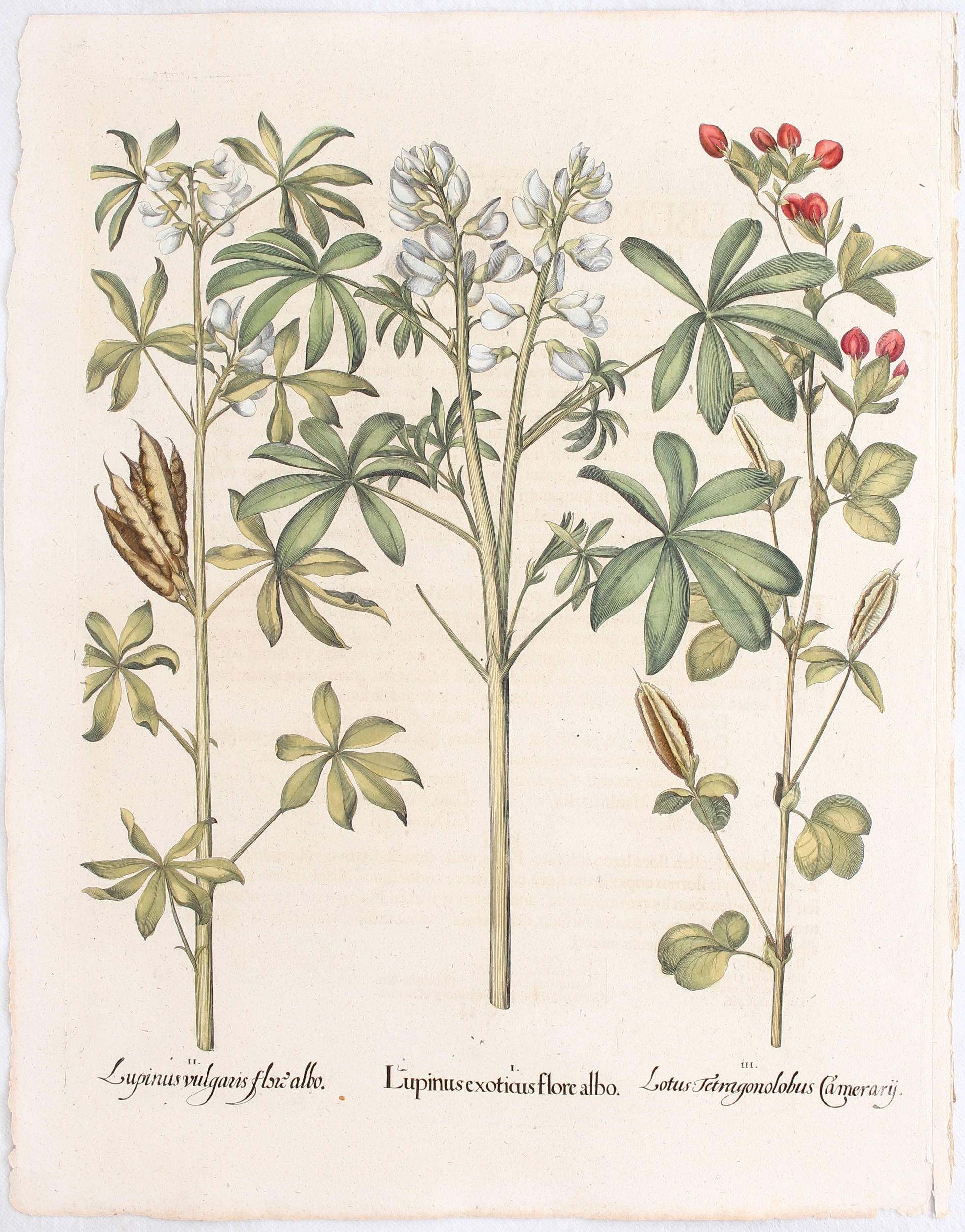 Besler, Lupinus exoticus