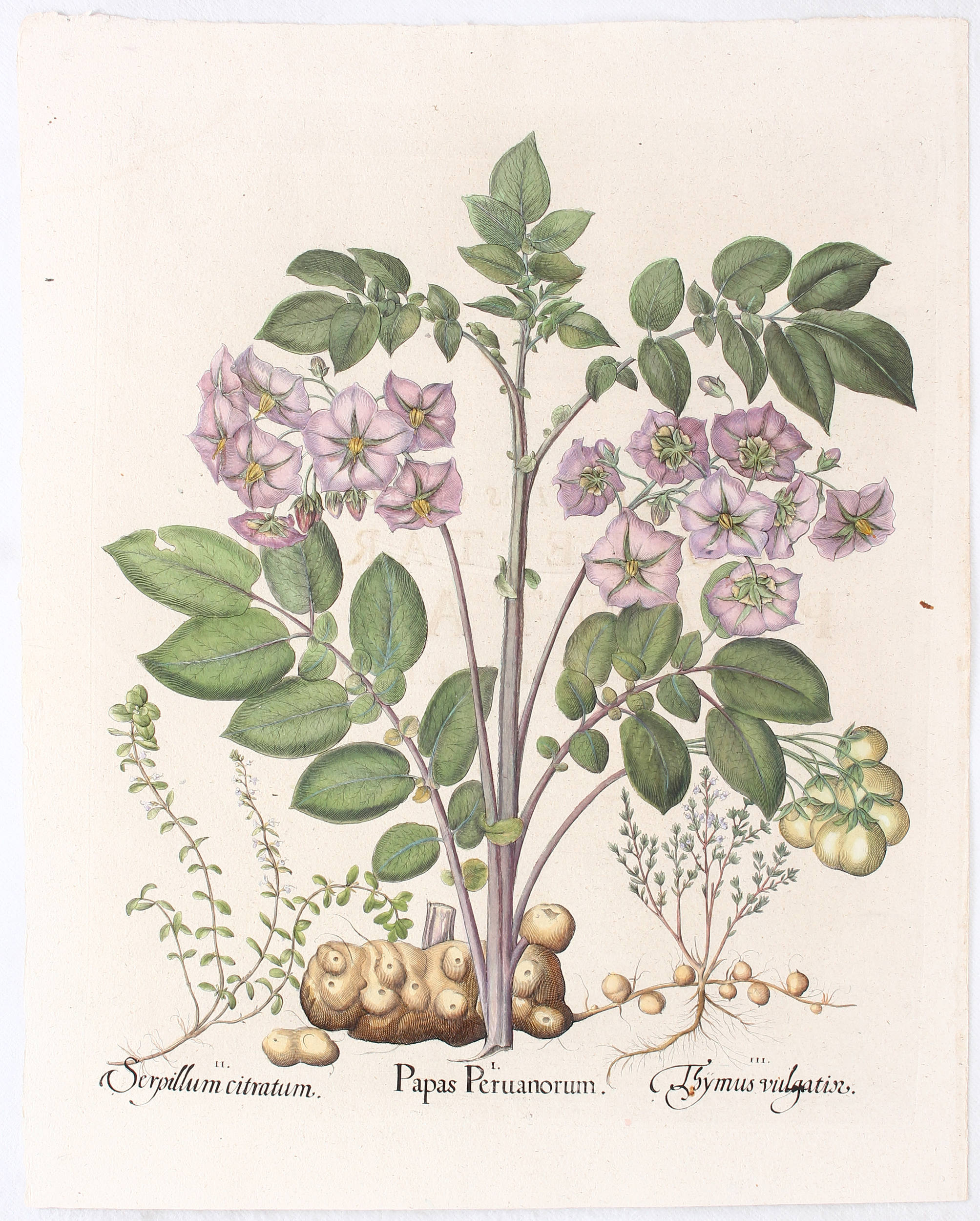 Besler, Papas Peruanorum