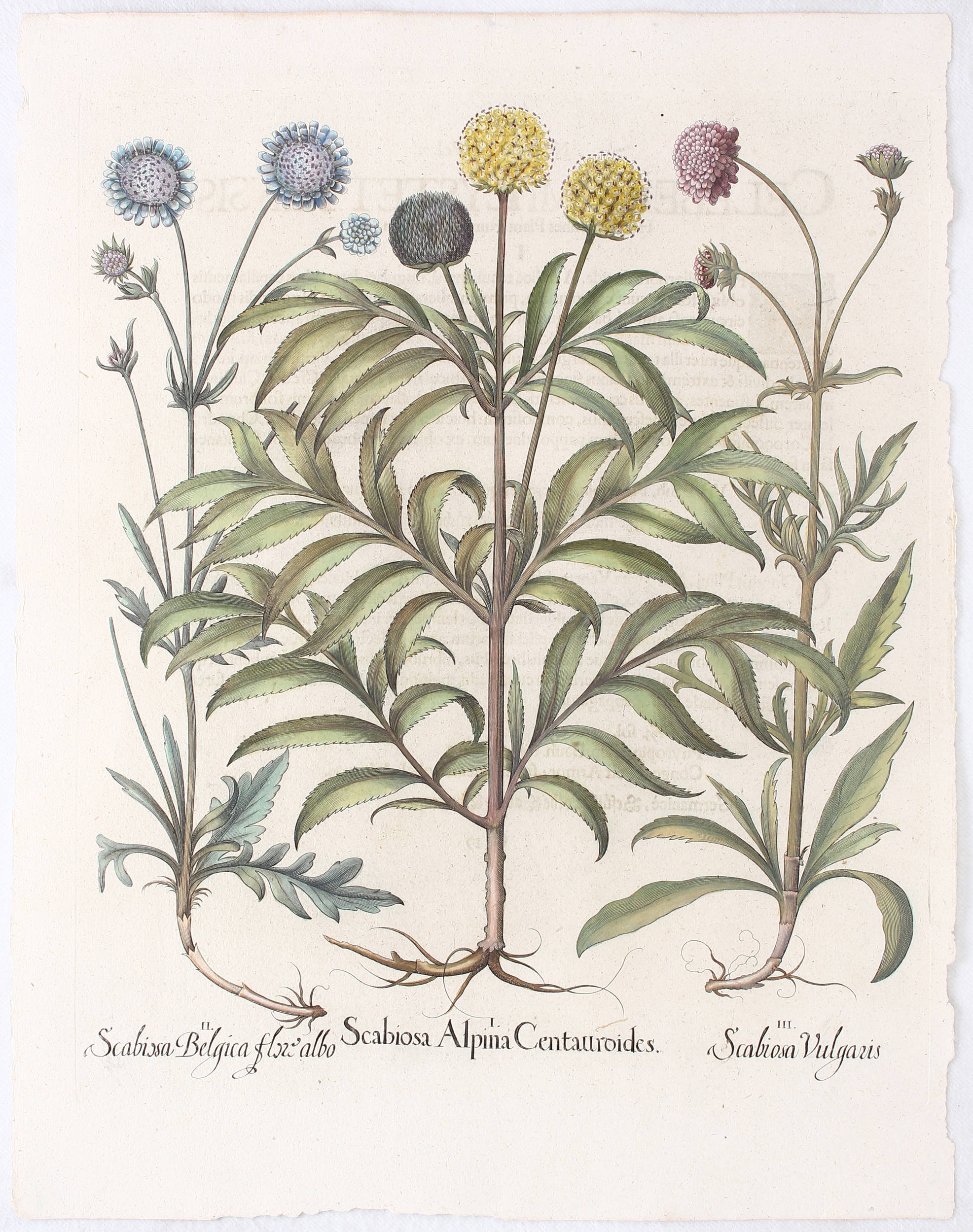 Besler, Scabiosa Alpina
