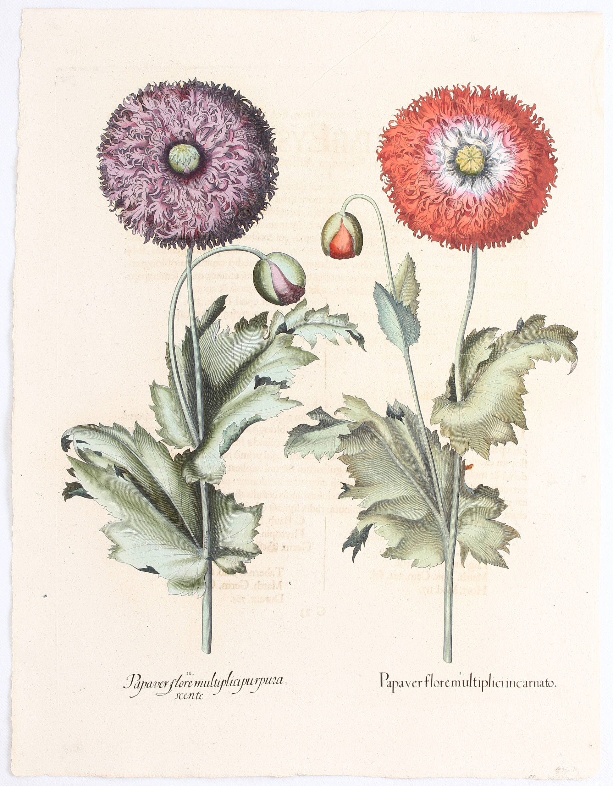 Besler. Papaver flore multiplici
