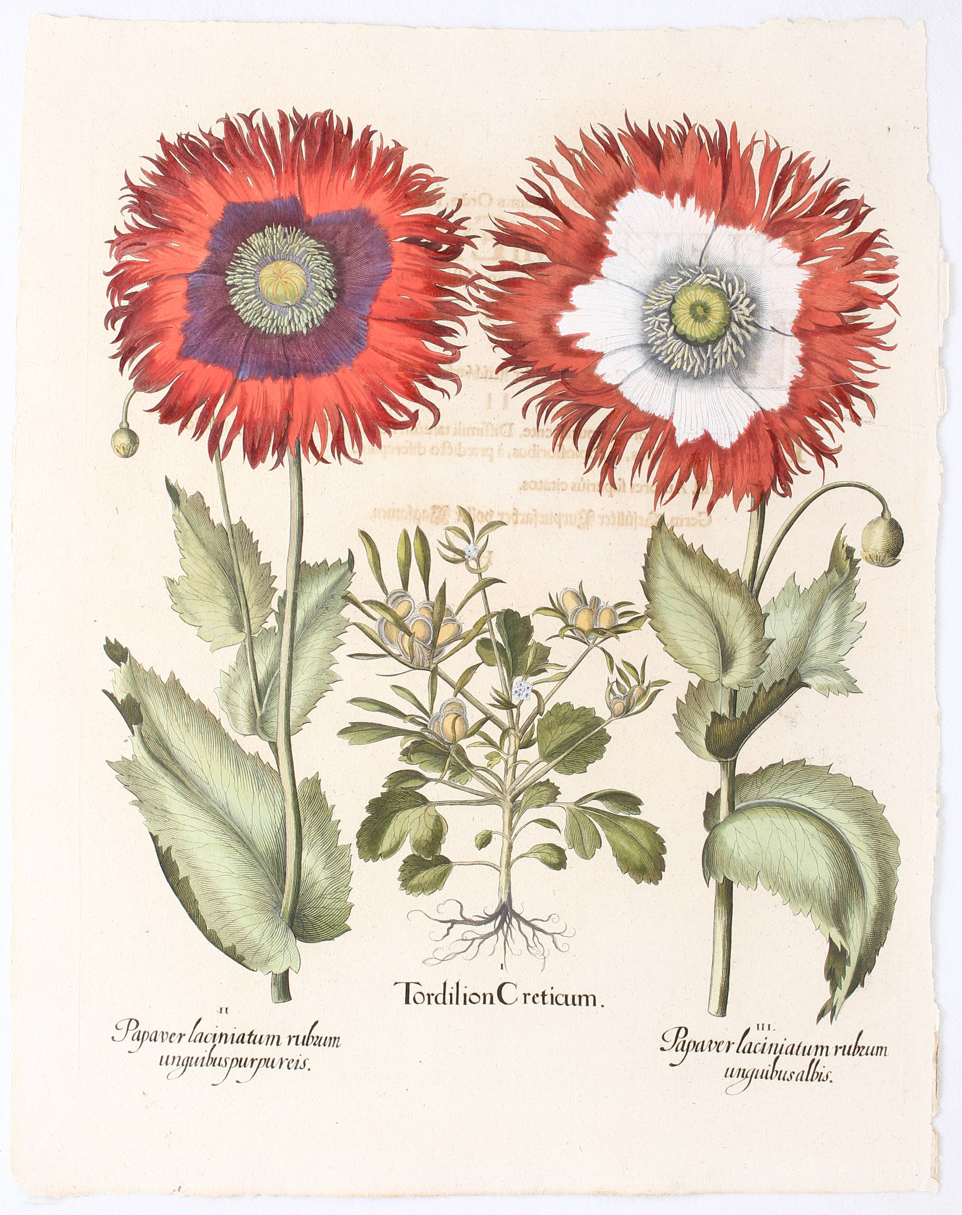 Besler, Tordilium Creticum