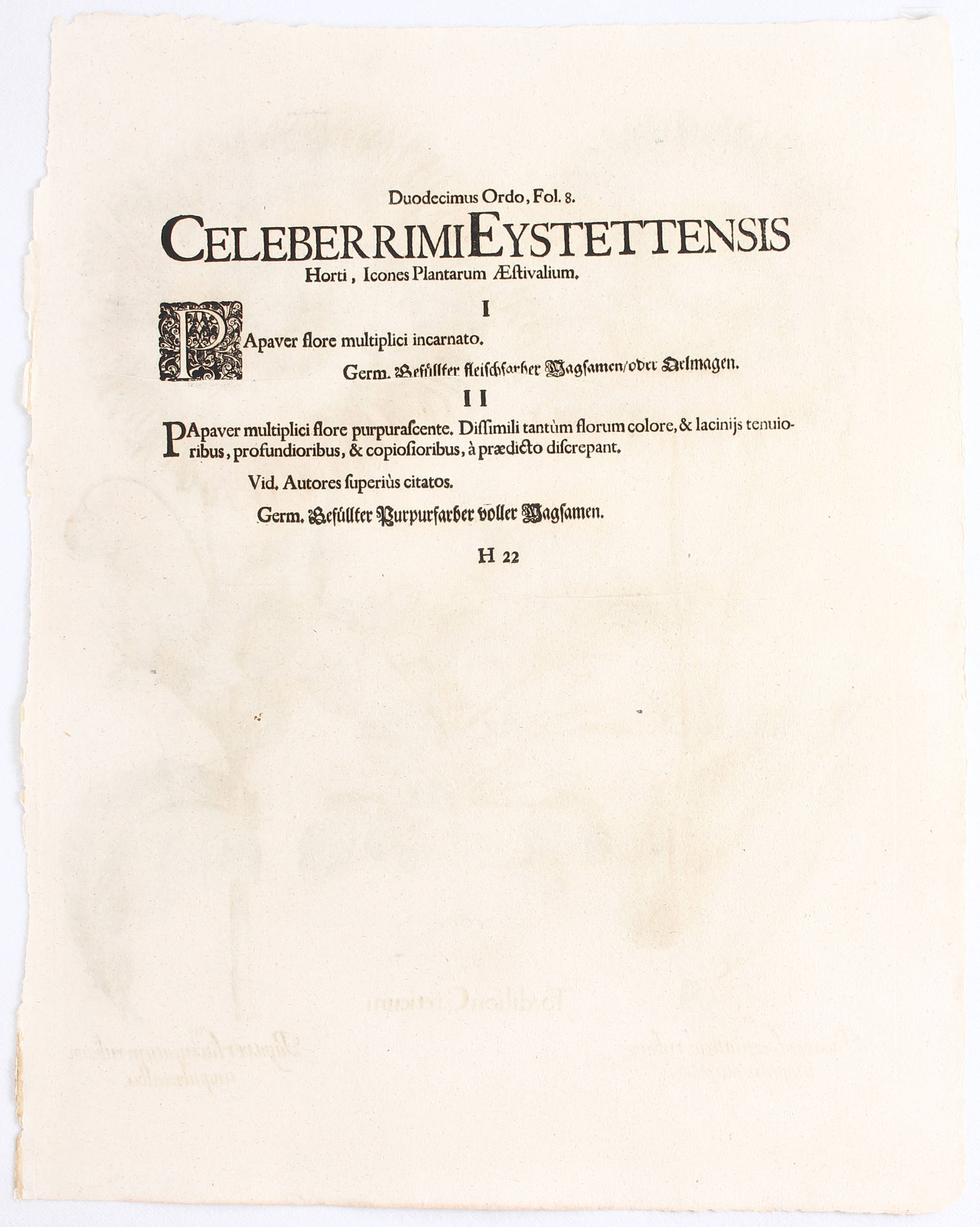 Besler, Tordilium Creticum