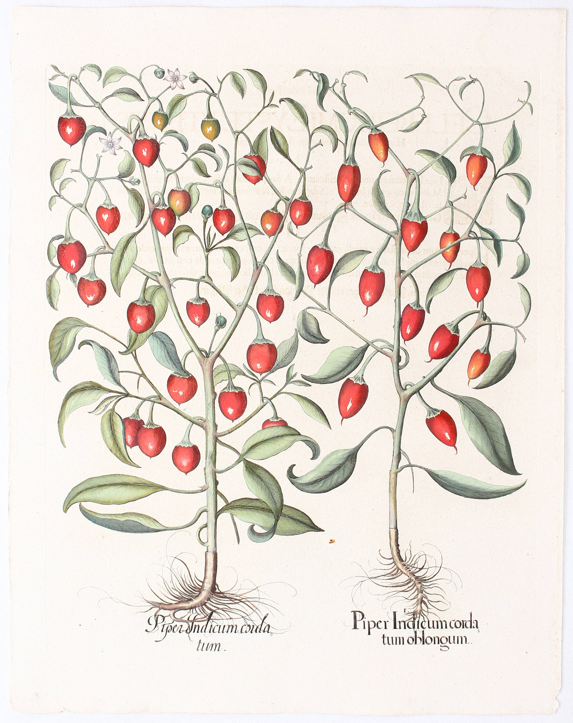 Besler. Piper Indicum cordatum oblongum