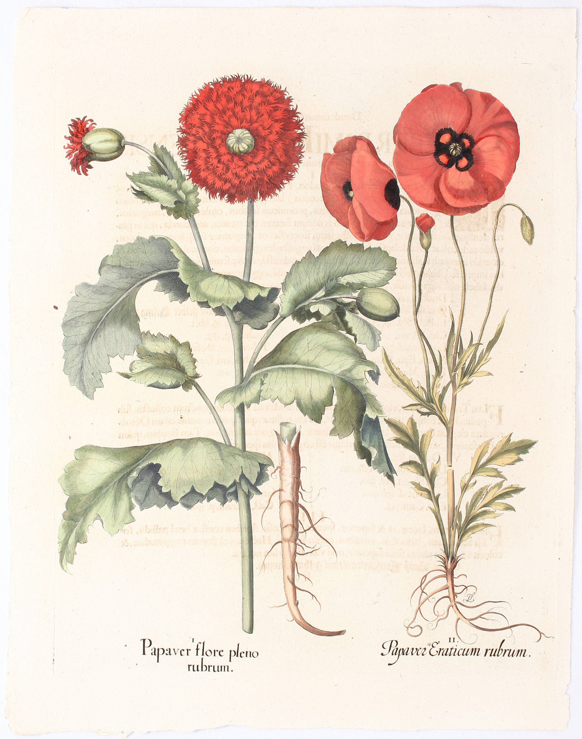 Besler, Papaver flore pleno rubrum