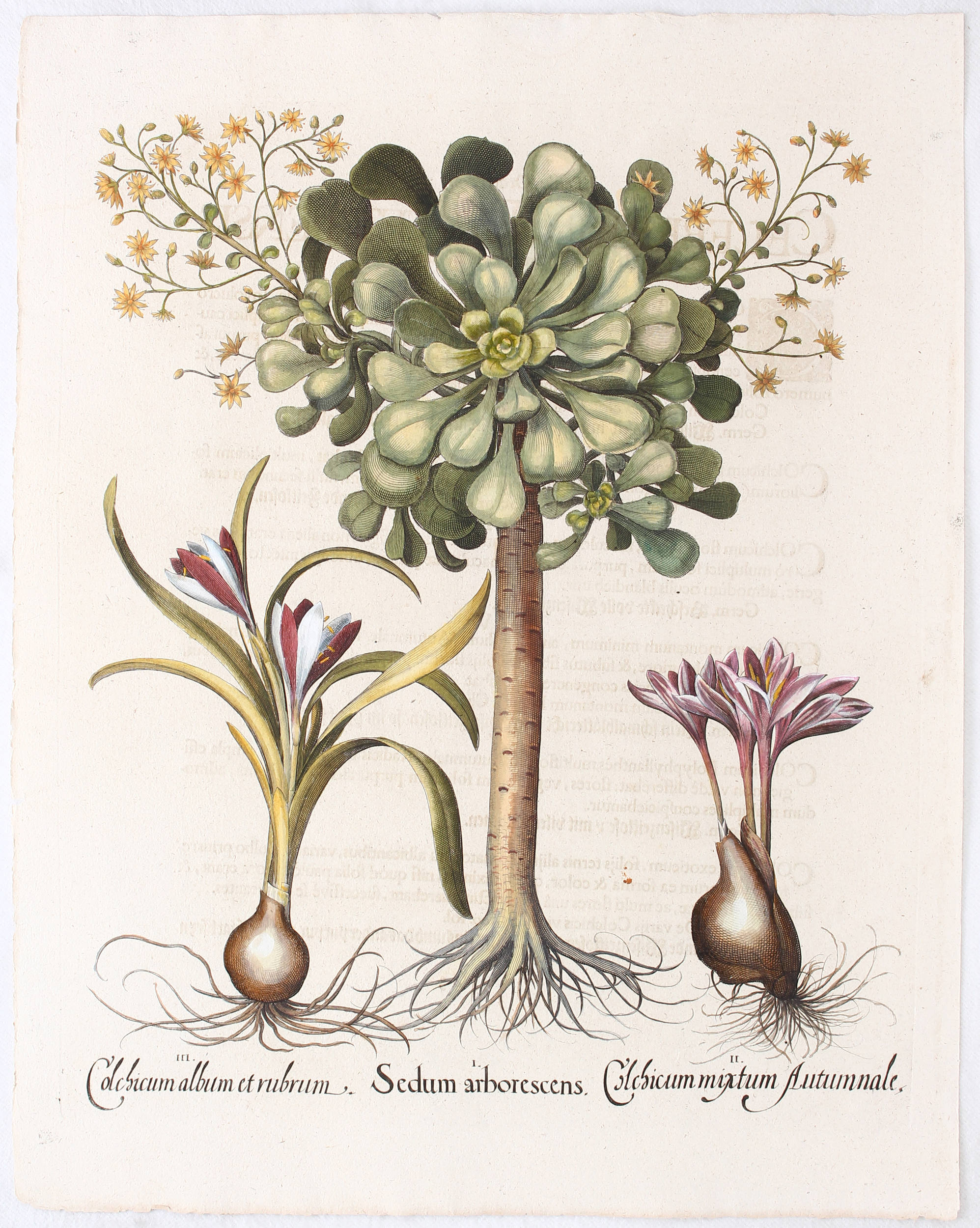 Besler, Sedum arborescens