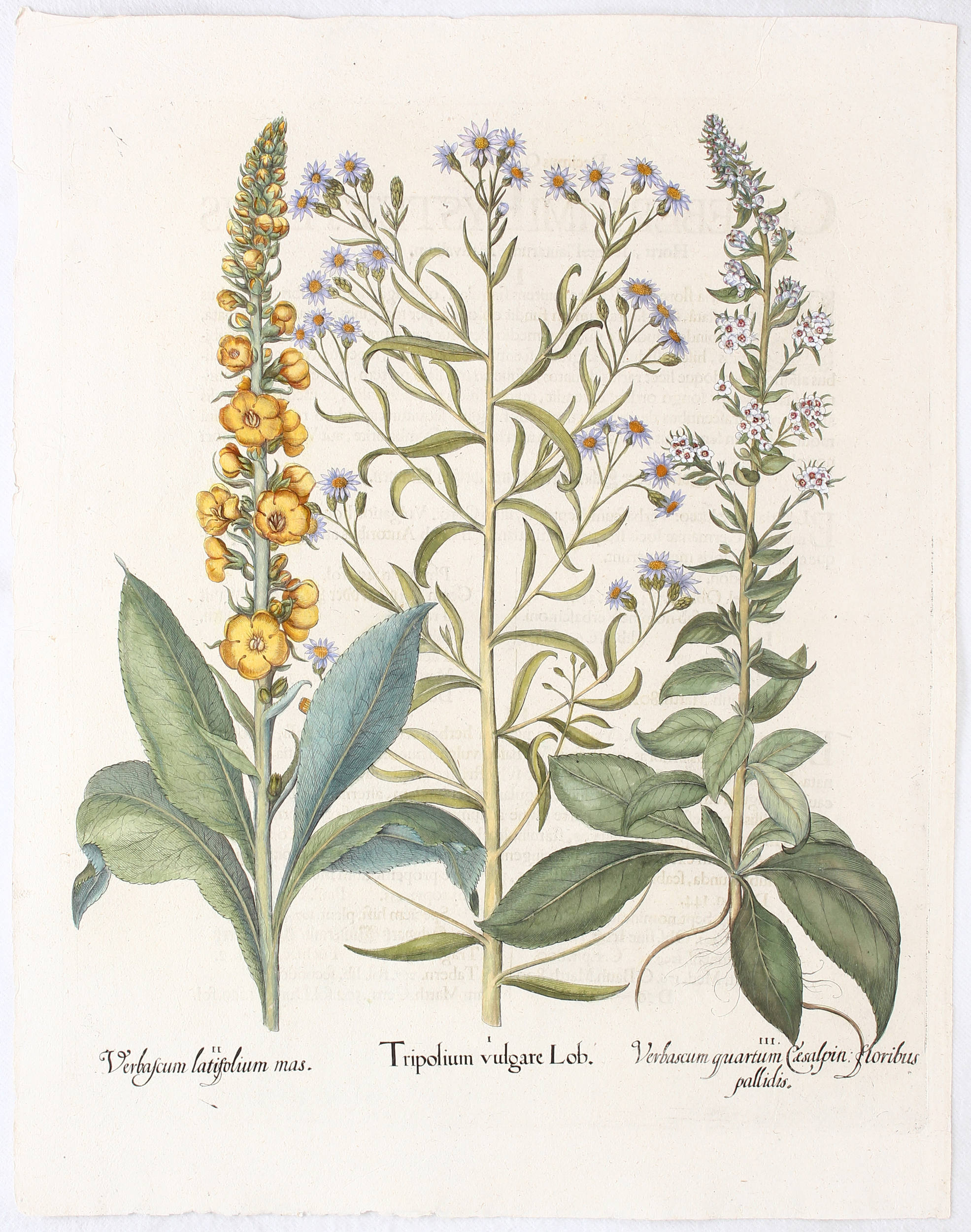 Besler, Tripolium vulgare Lob