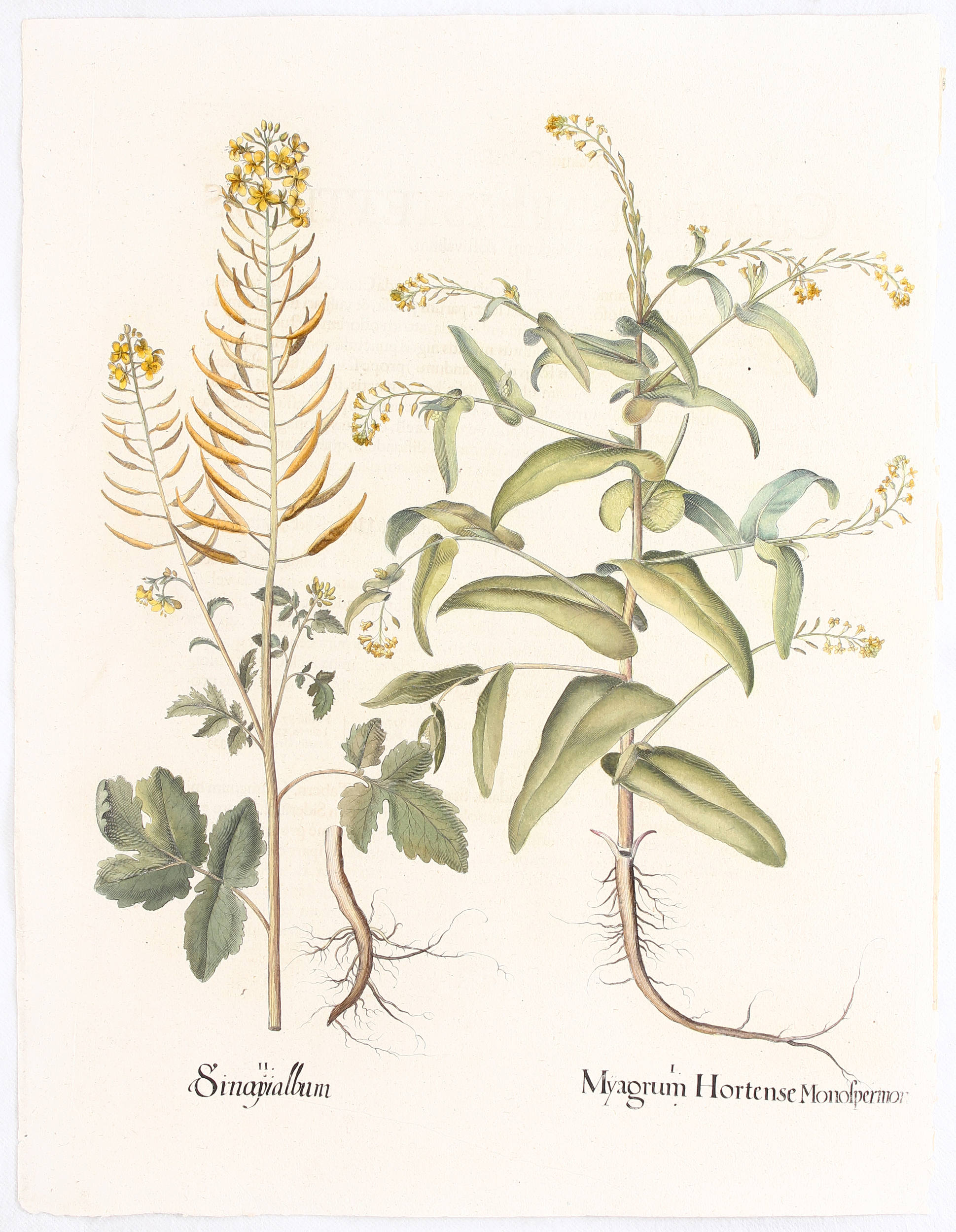 Besler, Myagrum Hortense