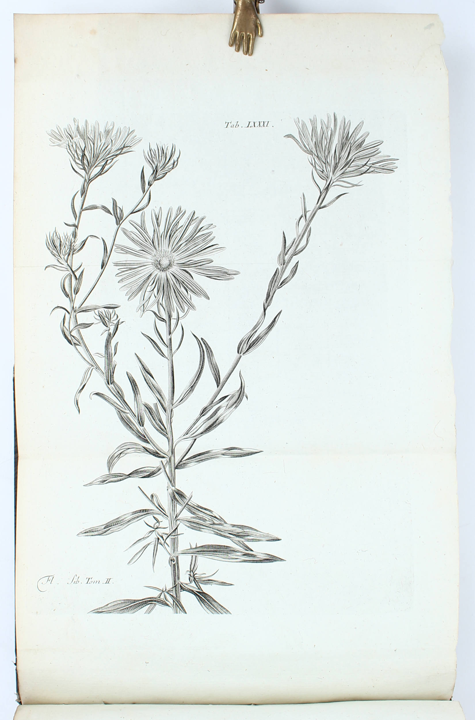 (Gmelin), Flora Sibirica. Bd. 2