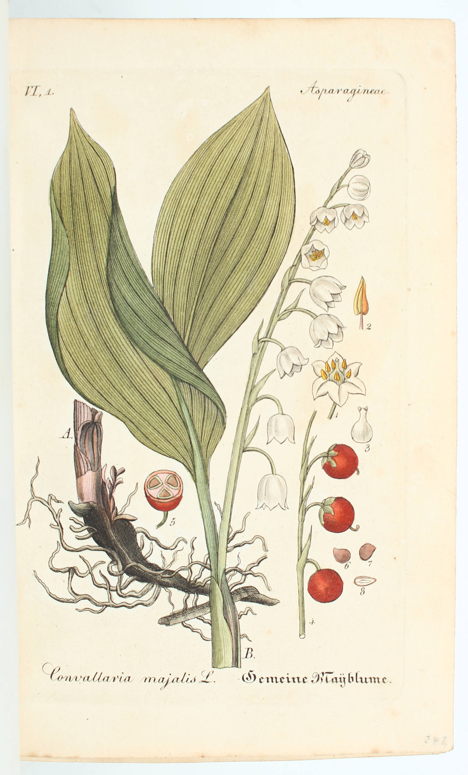 Zenker, Flora von Thüringen. 20 Bde.