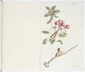 Diel, Obstorangerie. 2 Bde.