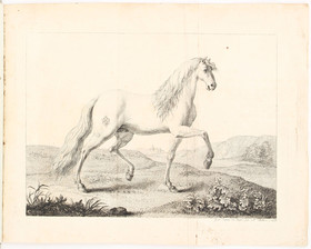 Médecine véterinaire (St. Petersburg 1799)