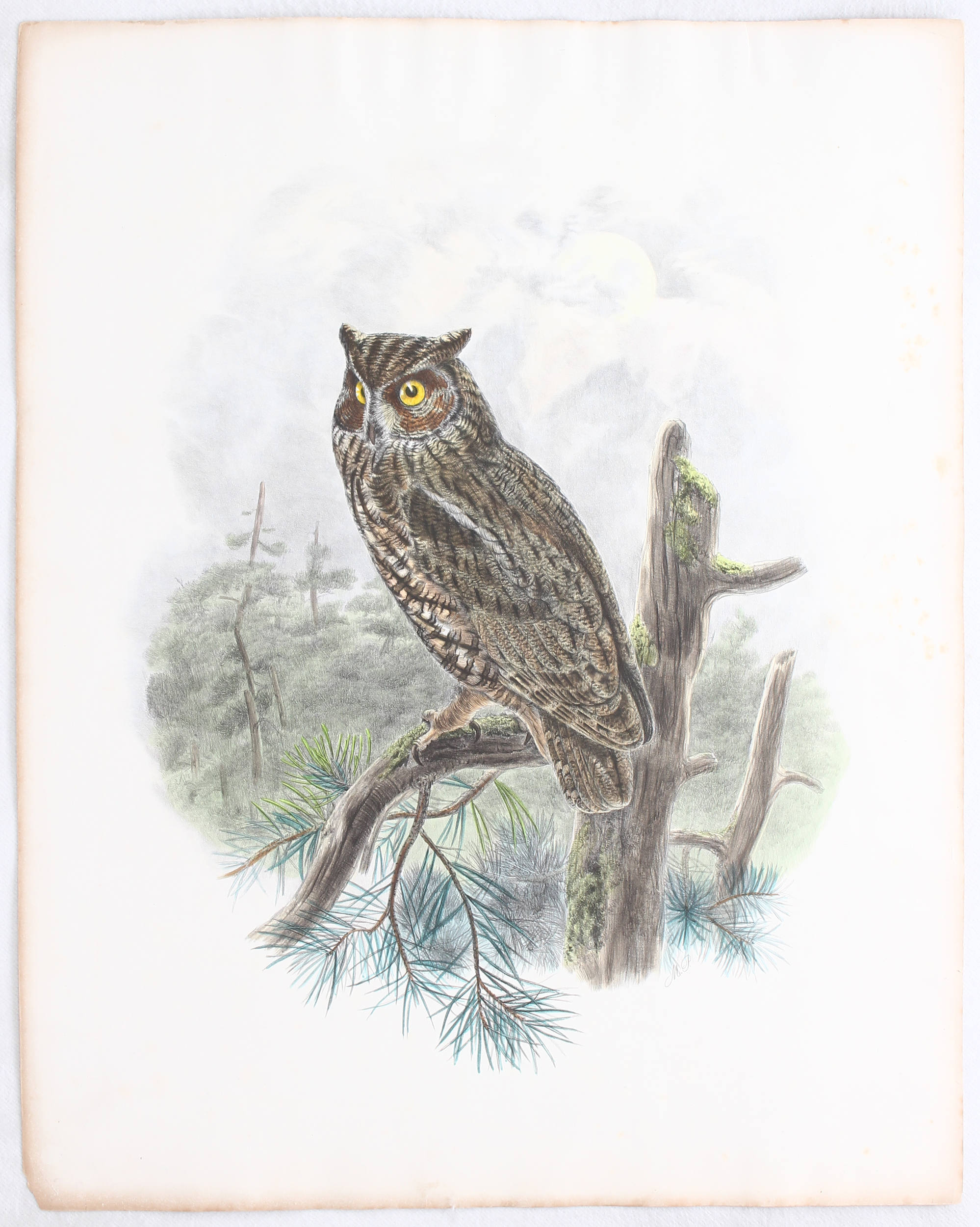 Vögel. Eule bei Mondschein. 