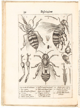 Persius Flaccus, Tradotto da Stelluti