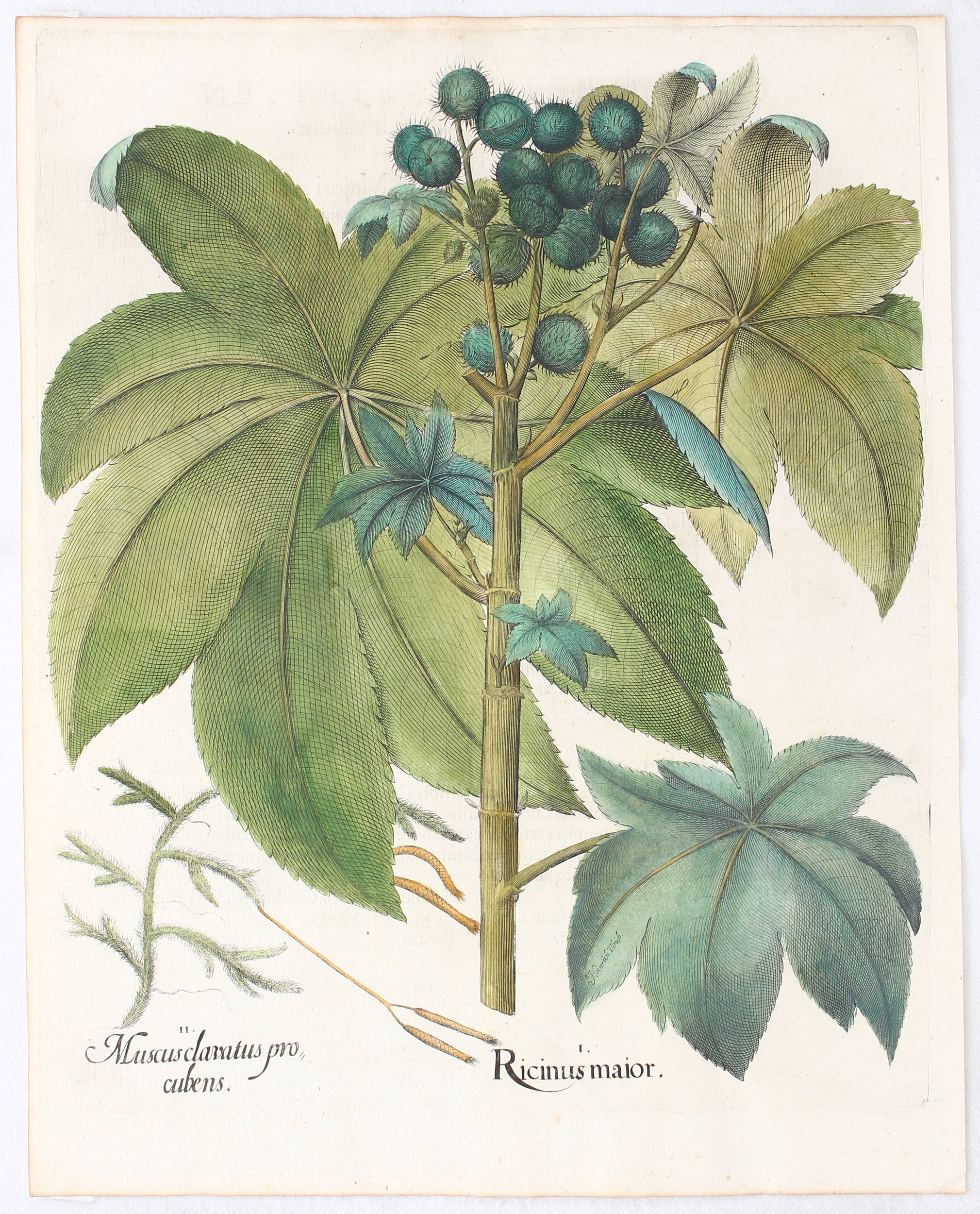 Besler, B. Ricinus maior
