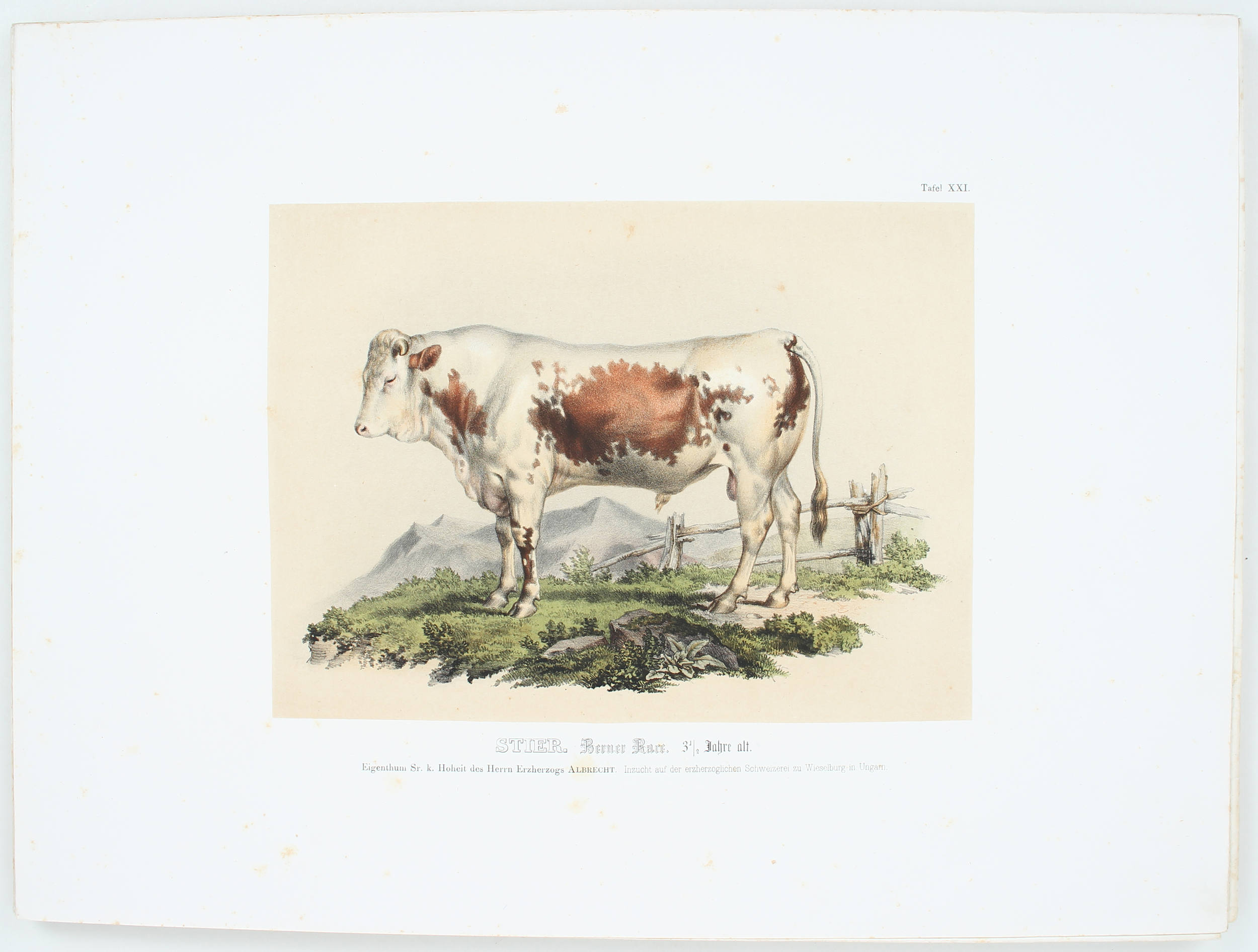 Abbildungen österr. Rindvieh-Racen