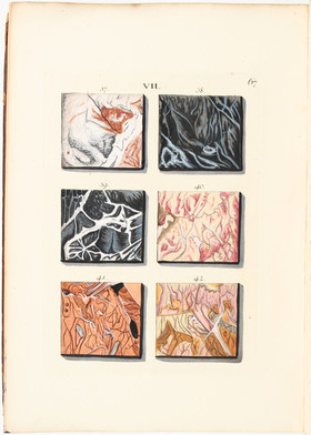 Wirsing, Abbildungen der Marmor-Arten