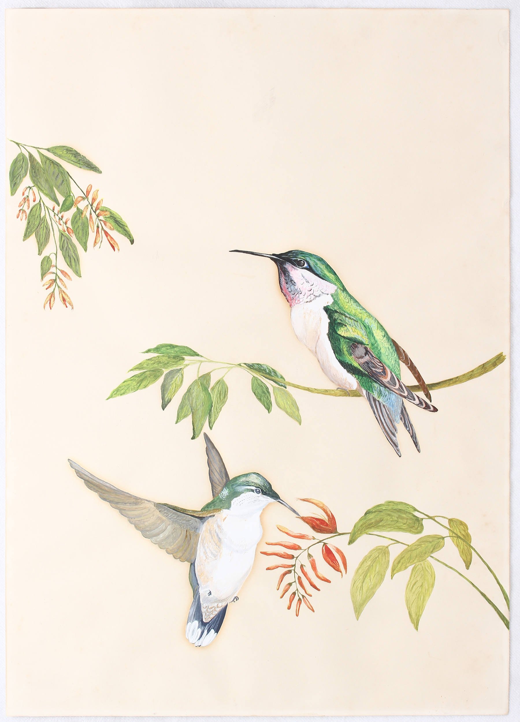 Kolibris. / 2 Bll. Anonym