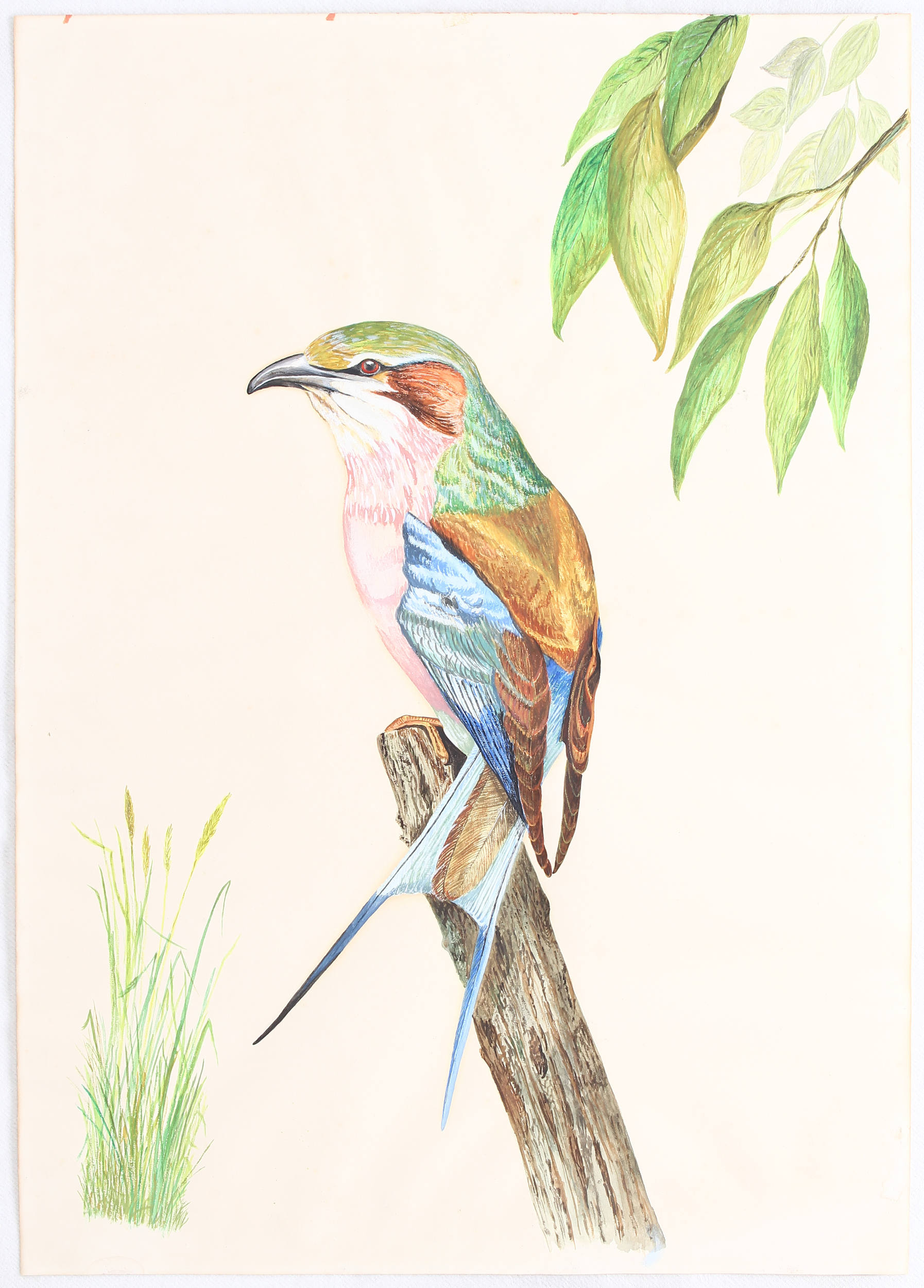 Kolibris. / 2 Bll. Anonym