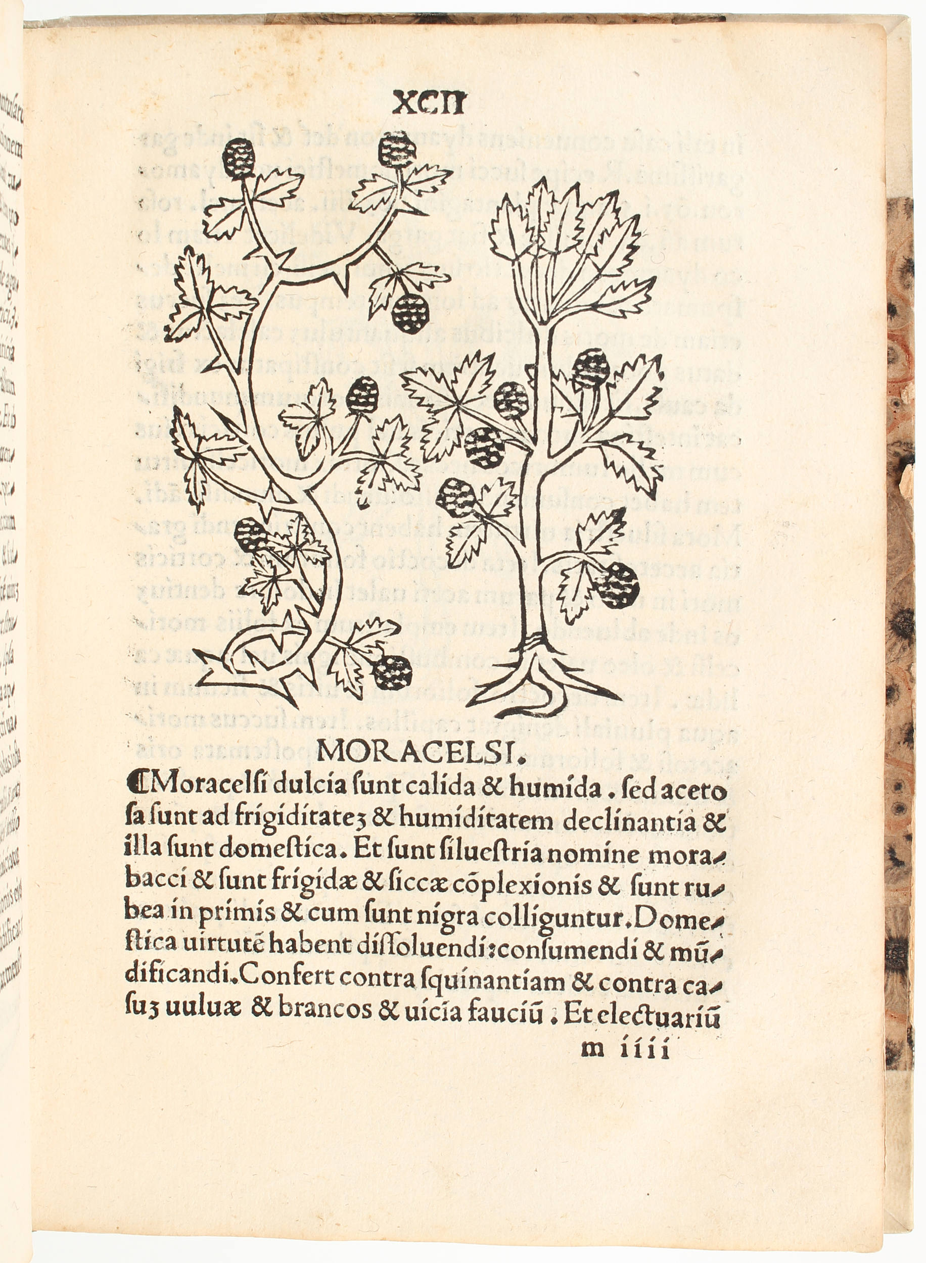 Herbarius. Tractatus de virtutibus. 1509