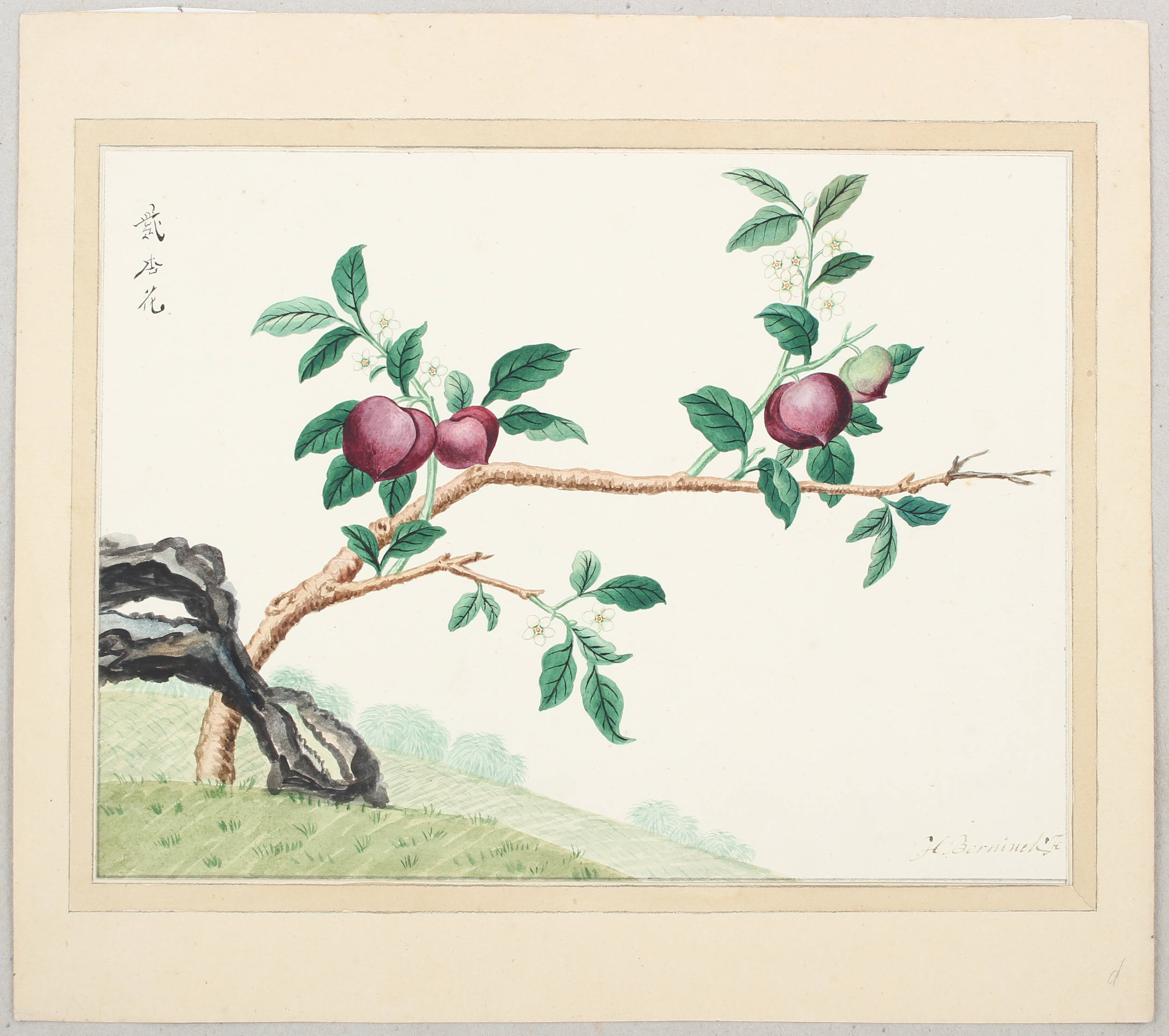 Berninck, 7 Blumenaquarelle