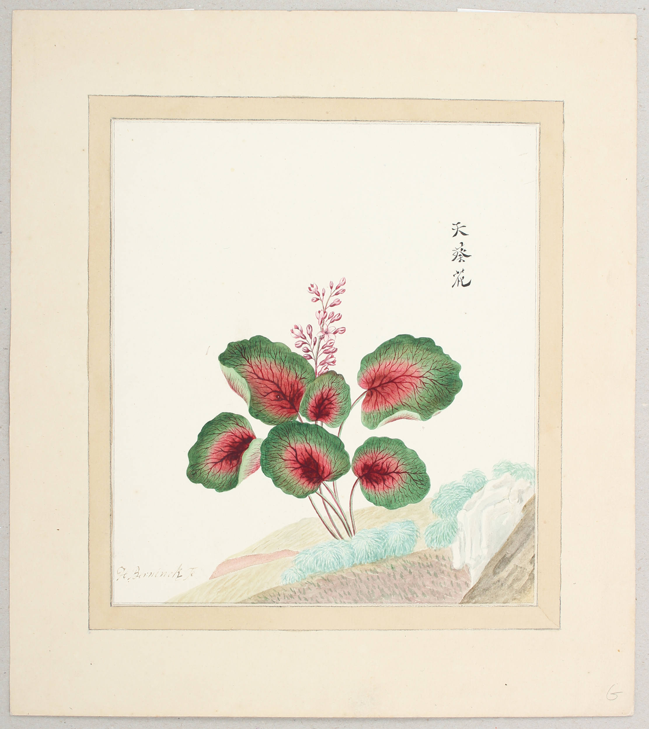 Berninck, 7 Blumenaquarelle