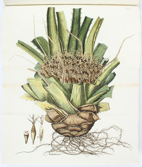 Jacquin, Hortus botanicus Vindobonensis