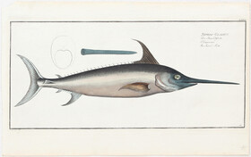 Fische. 6 Bll. (Bloch) / Ca. 80 Bll.