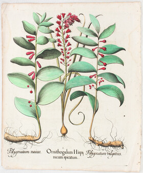 Besler, Ornithogalum Hispanicum spic. / 5 Bll.