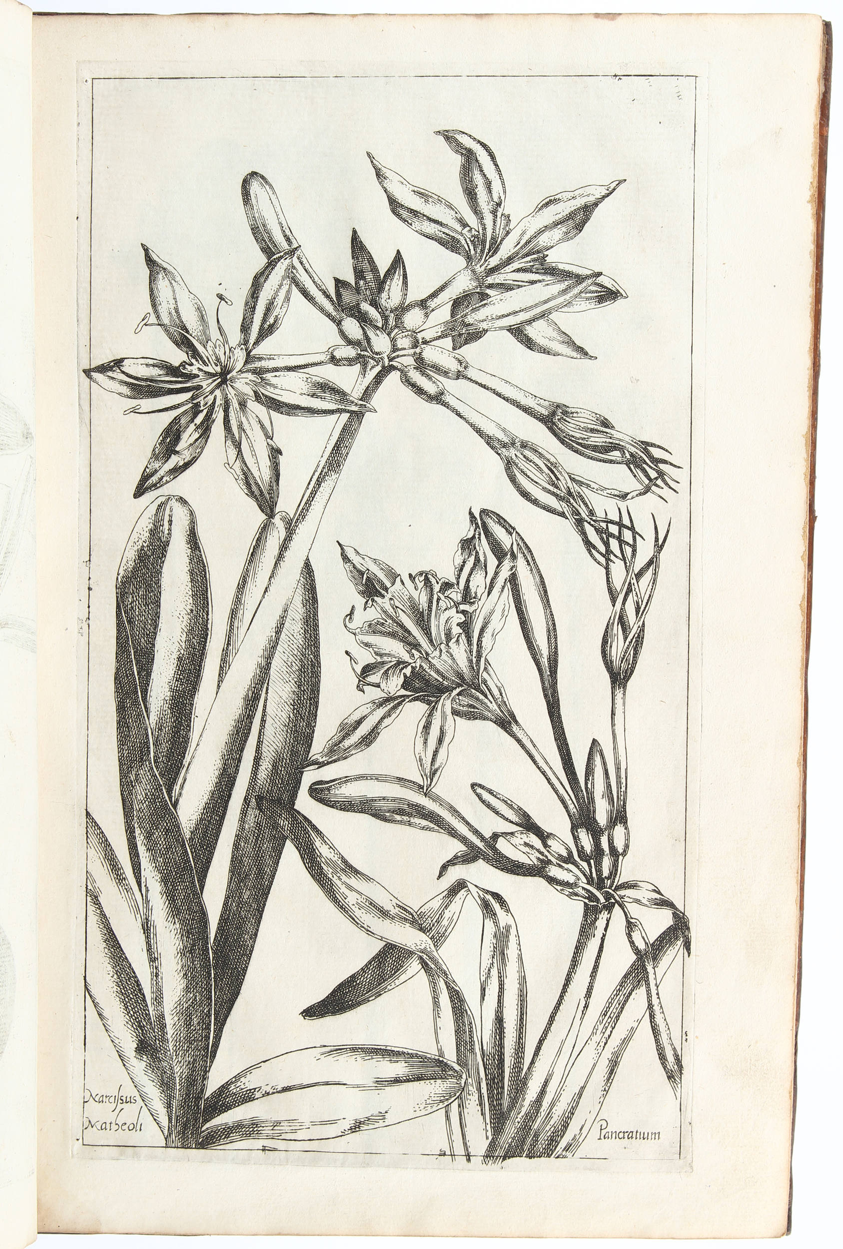 Vallet, Jardin du roy. 1608