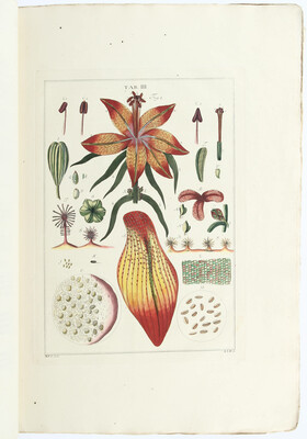 Ledermüller, Versuch Vergrößerungs Werckzeuge anzuwenden