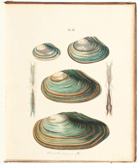 Pfeiffer, Land- und Süsswasser-Mollusken. Abt. 2