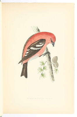 Morris, History of British birds. 6 Bde.